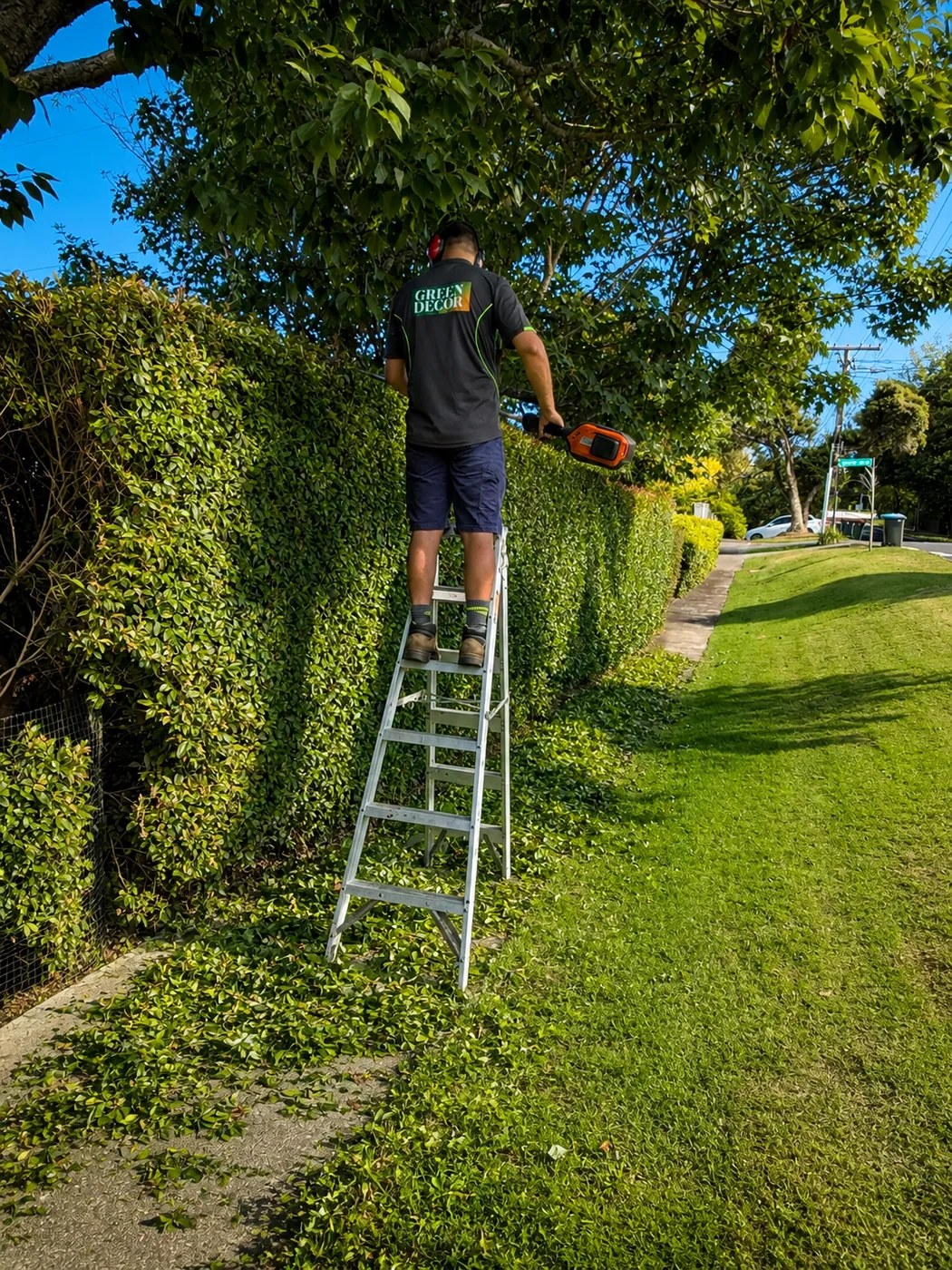 A Green Decor crew member trimming a tall hedge from a ladder in Auckland